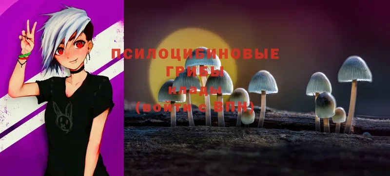 что такое   Щёкино  Псилоцибиновые грибы Psilocybe 